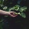 Human hand touching a green leaf. Shot on mediumformat film