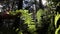 Human hand touching leaf of fern