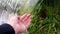 Human hand under a small waterfall. Close-up-a stream of water flowing down from a small waterfall. Soothing video. Refreshing the