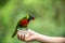 The human hand was holding the feed plastic cup For feeding beautiful colored parrots Is an activity of the zoo organized for