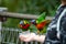 The human hand was holding the feed plastic cup For feeding beautiful colored parrots Is an activity of the zoo organized for