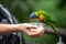 The human hand was holding the feed plastic cup For feeding beautiful colored parrots Is an activity of the zoo organized for