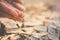 Human hand watering little green plant on crack dry ground