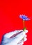 Human hand in white medical latex glove holding a blue blooming flower on intense red background. vertical composition with co