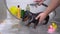 Human hands carefully washing little black and tan dachshund puppy standing on ceramic floor and having a bath shower