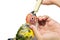 Human hands are feeding the baby birds through a syringe. Sun conure, Sun Parakeet, or Aratinga solstitialis