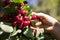 Human hands harvesting cherries