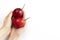 Human Hands Hold Fresh Tamarillo, Tropical Exotic Fruit On White Background. Egg-shaped