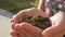 Human hands hold a handful of earth with a young sprout. Pile of land with a plant in human palms. Earth conservation