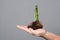 Human hands hold a handful of earth with a young sprout. Pile of land with a plant in human palms. Earth conservation concept