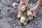 Human hands holding a Bush of potatoes with tubers of yellow in the garden close-up