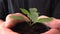 Human Hands Holding Green Small Plant. New Life Concept.. 4K UltraHD, UHD