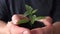 Human Hands Holding Green Small Plant. New Life Concept.. 4K UltraHD, UHD