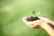 Human hands holding green small plant new life concept.