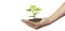 Human hands holding sprout young plant.environment Earth Day In hands of trees growing seedlings