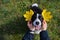 Human Hands Made Ears from Yellow Leaves to Border Collie Dog