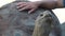 Human hands petting Galapagos tortoise