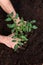 Human Hands Planting a Tomato Plant