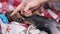 Human hands playing with cute little dachshund puppy male, who bites them with his small sharp teeth, lying down on the