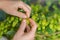 Human hands plucking fresh green hops from the vine