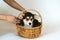 Human hands putting cute little Pembroke Welsh Corgi puppy in straw basket.