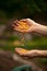 Human hands sort, pile corn seeds from hand to hand in vegetable garden in early spring time. Concept of jobs