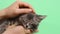 Human hands stroking a gray little kitten on a green background chromakey close-up.