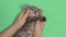 Human hands stroking a gray little kitten on a green background chromakey close-up.