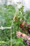 Human hands tie up a tomato stem in a greenhouse in summer, close up. Seasonal gardening works, vertical photo