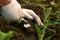 Human hands and tomato seedling against soil fertilized by mulch. Farmer plants tomato seedlings in open ground. Spring