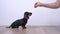 Human hands with treats and cute little puppy dachshund. The process of basic dog training with aiming method, pet