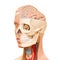 Human head anatomy