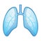 Human Health Lungs and Bronchi