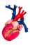 Human heart, anatomical model
