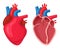 Human heart. Anatomical muscular human pumps blood organ, cutaway internal organ with circulatory system. Heart symbol