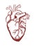 Human heart anatomically correct hand drawn art.