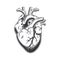 Human heart anatomically hand drawn line art. vintage Flash tattoo or print design vector illustration