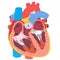 Human heart anatomy