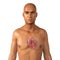Human heart anatomy, 3D illustration. Concept of heart disease. Coronary artery disease, myocardial infarction.
