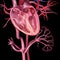 Human Heart anatomy