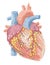 Human heart anatomy drawing - detailed colored illustration