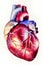 Human heart anatomy illustration