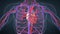 Human heart anatomy medical concept