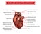 Human heart anatomy, vector sketch medicine scheme