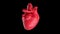 Human Heart Beating 4K Rotating Seamless Loop on Black with Luma Matte