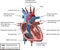 Human Heart Blood Flow