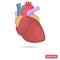 Human heart color flat icon