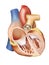 Human Heart Cross Section