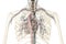 Human heart cross-section with vessels and bronchial tree