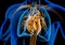 Human heart cross-section with vessels, lungs, bronchial tree and cut rib cage. X-ray